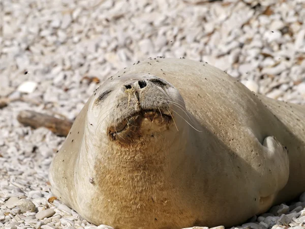 Foca monje mediterránea — Foto de Stock