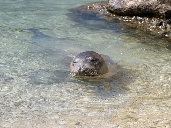 Foca monje mediterránea — Foto de Stock