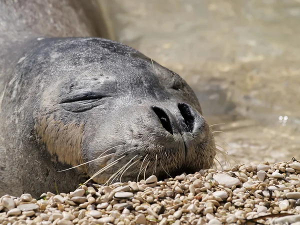 Foca monje mediterránea — Foto de Stock