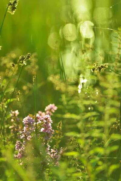 Mooie weide in de zon — Stockfoto