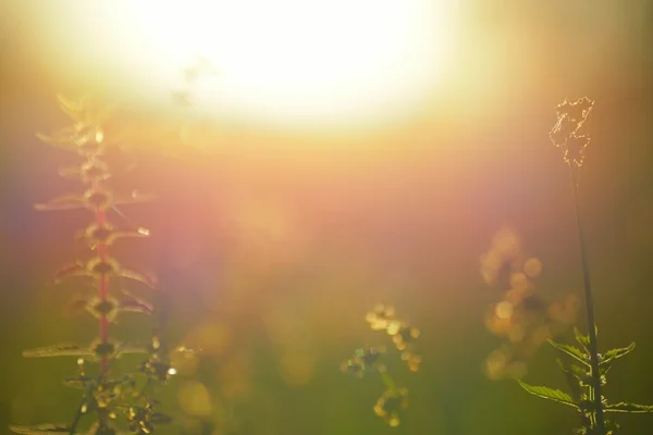 Schöne Wiese im Sonnenschein — Stockfoto