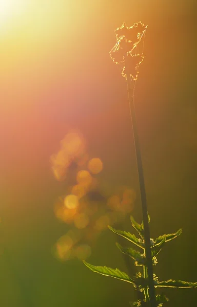 Schöne Wiese im Sonnenschein — Stockfoto