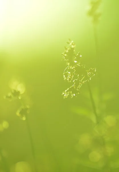 Schöne Wiese im Sonnenschein — Stockfoto