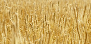 sunshine buğday alanında.