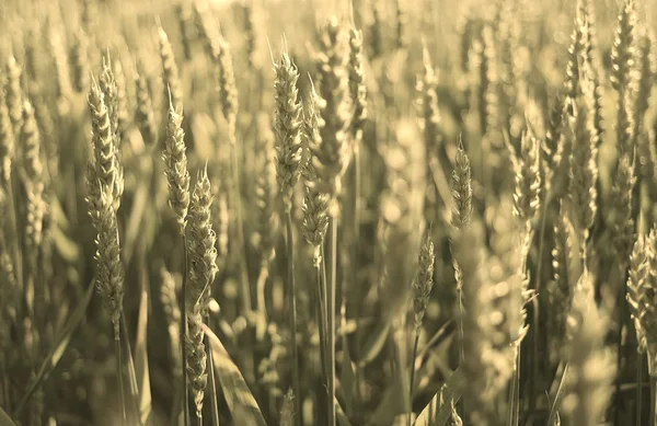 Weizenfeld im Sonnenschein. — Stockfoto