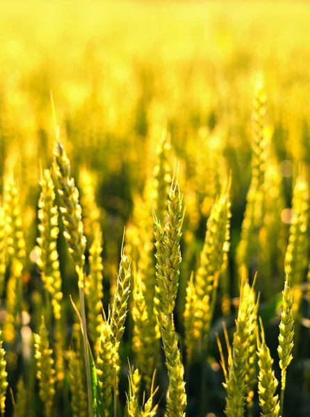 Weizenfeld im Sonnenschein. — Stockfoto