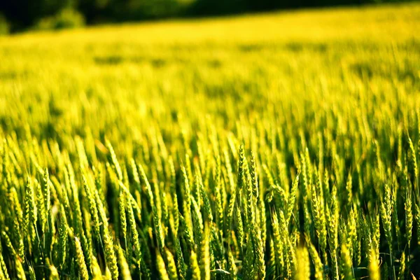 Weizenfeld im Sonnenschein. — Stockfoto