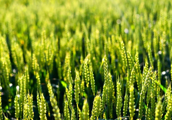 Weizenfeld im Sonnenschein. — Stockfoto