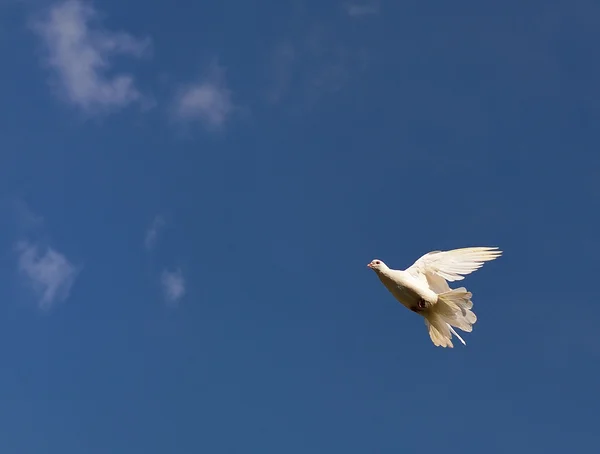 Piccione bianco sul cielo . — Foto Stock