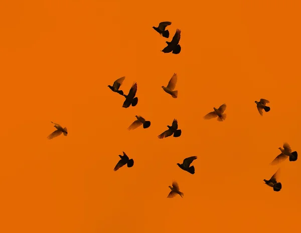 Palomas en el fondo del cielo con puesta de sol . —  Fotos de Stock