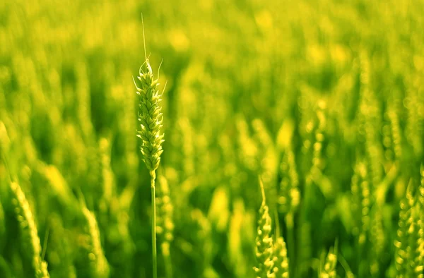 Campo di grano sotto il sole . Foto Stock Royalty Free