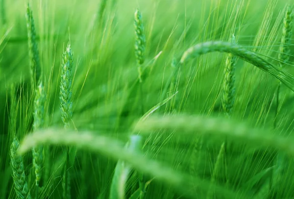 Gerst veld in zon. Rechtenvrije Stockafbeeldingen