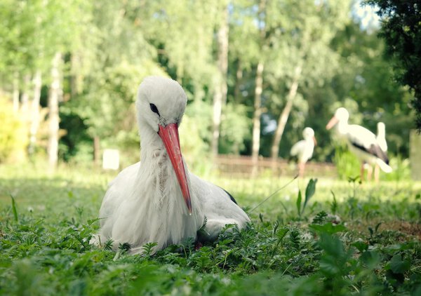 Storks in green grass