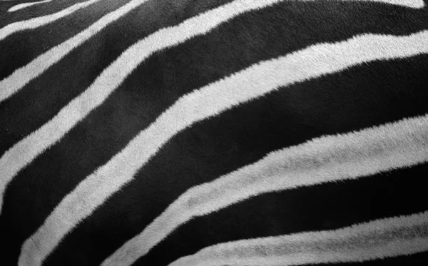 Zebra africana — Fotografia de Stock