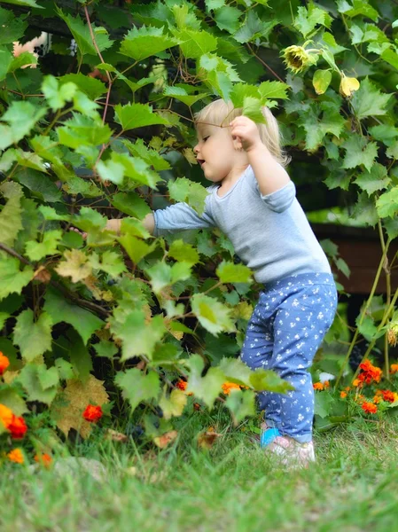 Girl breaks grapes from bushes — Stock Photo, Image