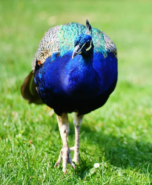 Beautiful blue peacock — Stock Photo, Image