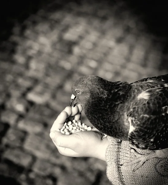 Human hand feeding the bird. — Stock Photo, Image