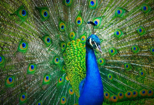 Peacock with colorful tail — Stock Photo, Image