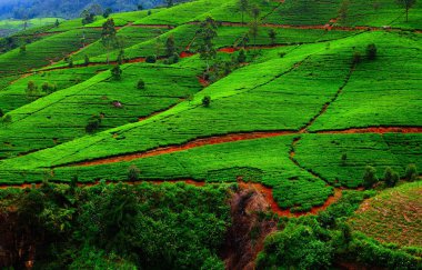 Çay sahası. Plantation Sri Lanka.