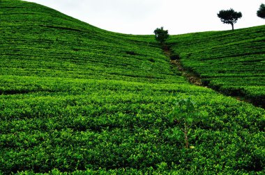 Çay sahası. Plantation Sri Lanka.
