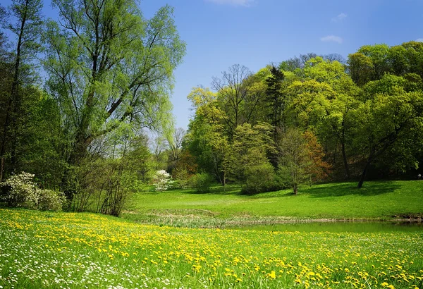 Meadow with yellow flowers in park. — Stock Photo, Image