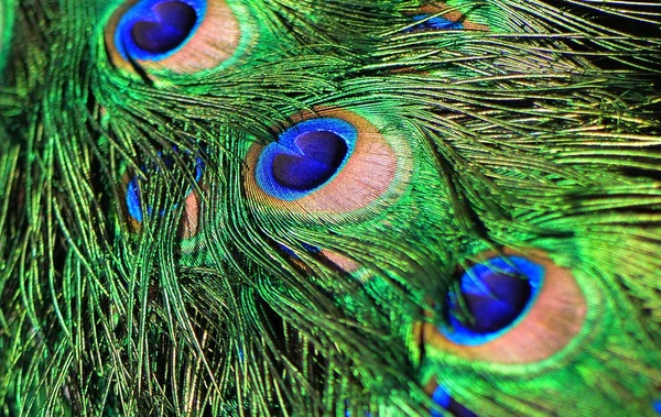 Peacock feather as a background. — Stock Photo, Image