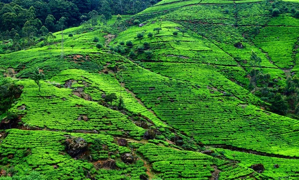 字段的茶。在斯里兰卡种植园. — 图库照片