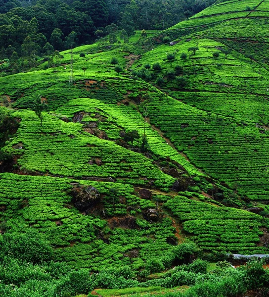 Campos de chá. Plantação em Sri Lanka . — Fotografia de Stock