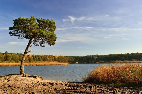 Een naaldboom aan het meer. — Stockfoto