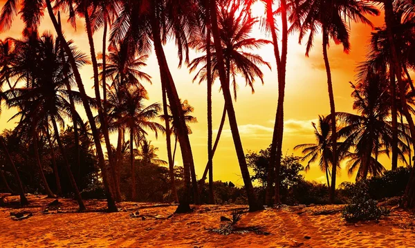 Palm trees at sunset background. — Stock Photo, Image