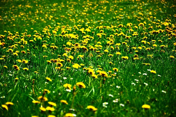 Gele bloemen in gras. Stockfoto