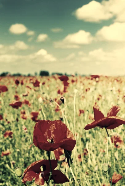 Campo de amapolas . — Foto de Stock