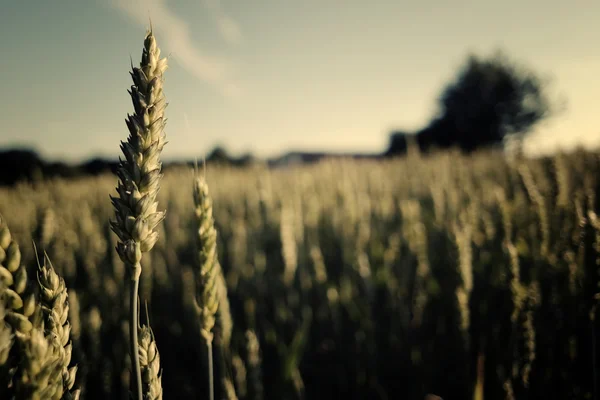 Weizenfeld — Stockfoto