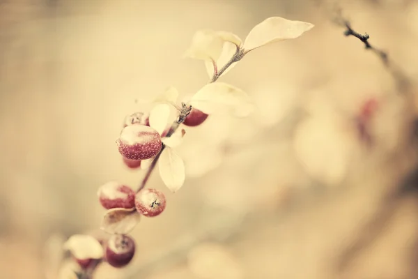 Tree in moody light. — Stock Photo, Image