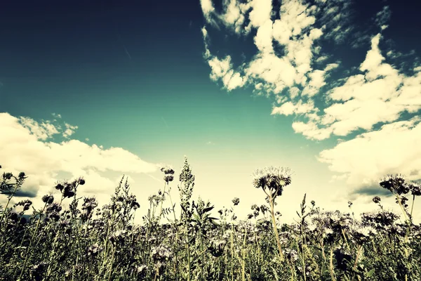 Country landscape — Stock Photo, Image