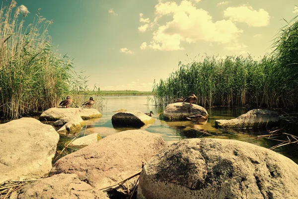 Rocks near lake. — Stock Photo, Image