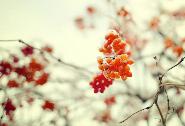 Rowan tree — Stock Photo, Image