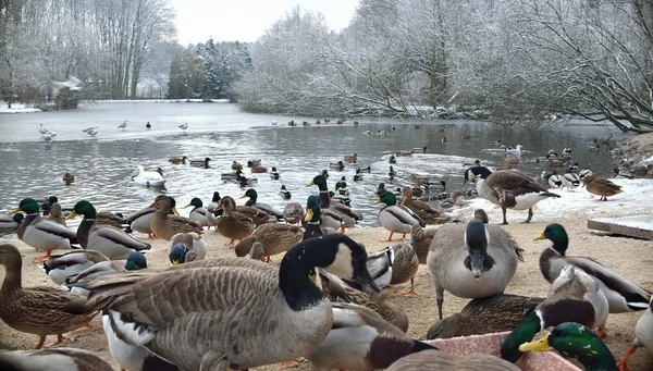 Patos, gansos y cisnes —  Fotos de Stock