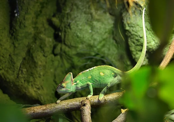 Chamaeleo calyptratus — Stock Photo, Image