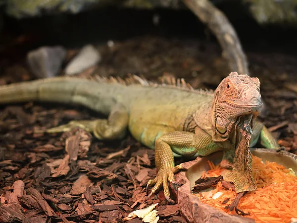 Iguana stravování — Stock fotografie