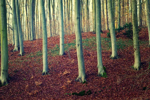 Beech forest. — Stock Photo, Image