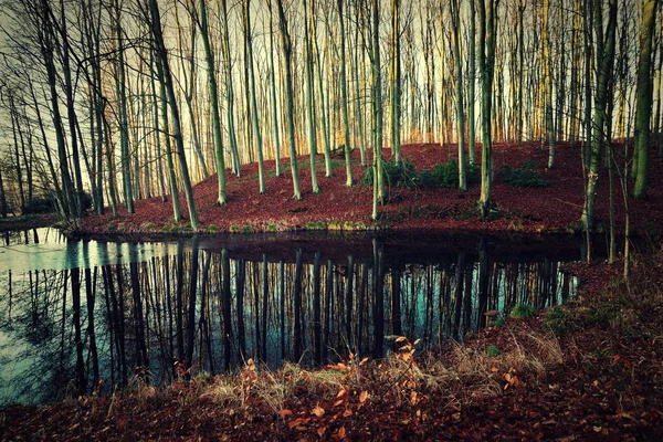 Beech forest and its reflection in the lake. — Stock Photo, Image