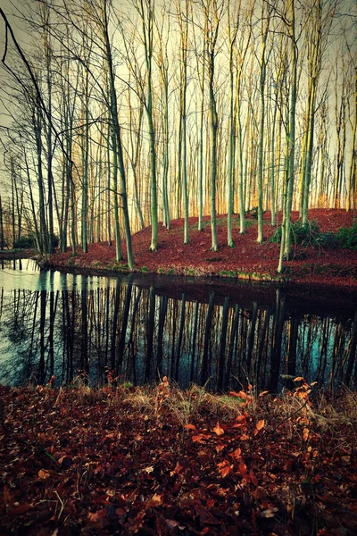 La faggeta e il suo riflesso nel lago . — Foto Stock