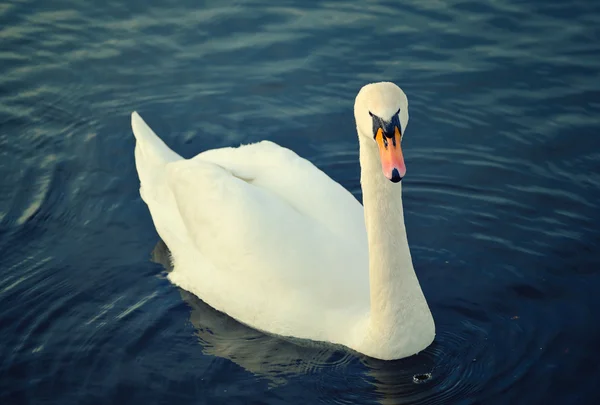 Cigno bianco sull'acqua — Foto Stock