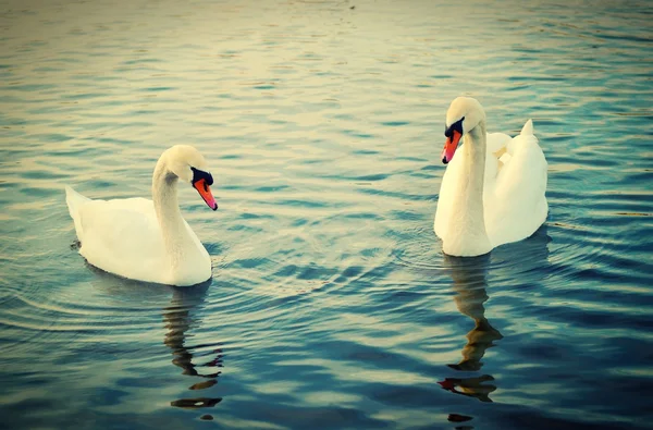 Due cigni sull'acqua — Foto Stock