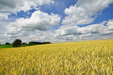 Cereal field landscape