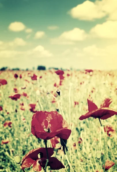 Campo di papaveri — Foto Stock