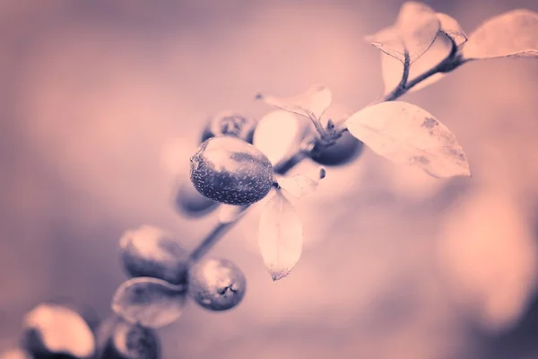 Tree in moody light — Stock Photo, Image