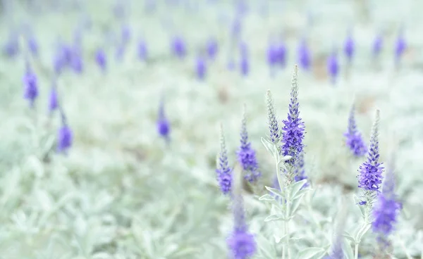 Violet flowers on the meadow.. — Stock Photo, Image