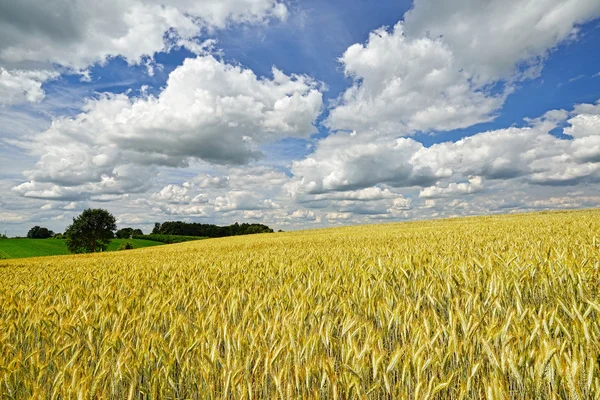 Getreidefeld-Landschaft — Stockfoto